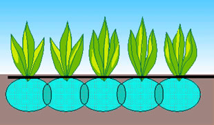 滴水灌溉直接灌水至植物根系附近